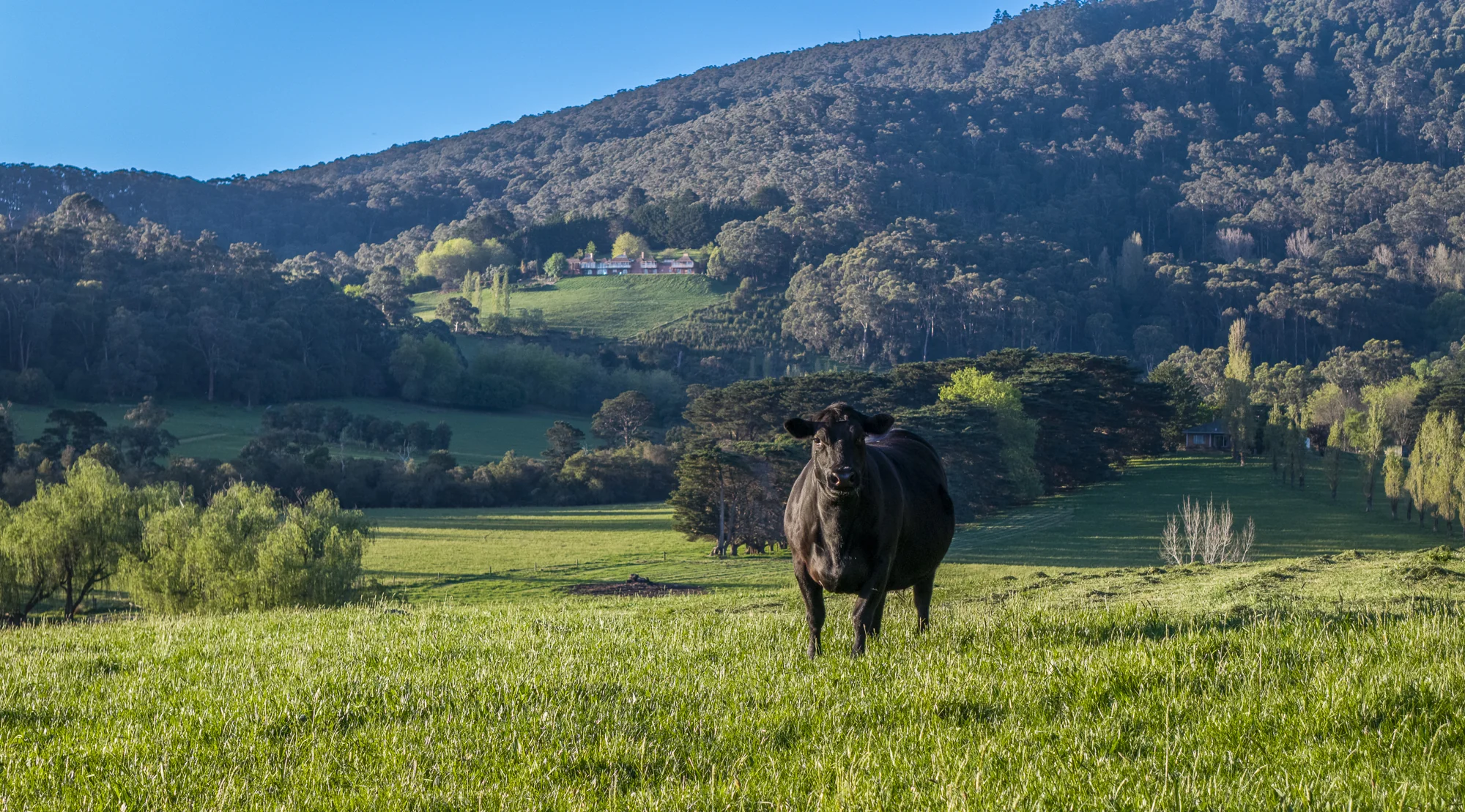 Cattle grazing on Yallock Park pasture below Mount Toolebewong